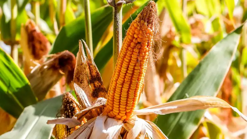 кукурузные стебли жүгері сабақтары