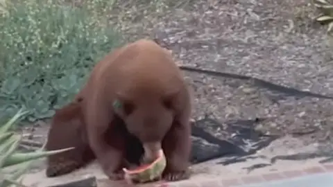 Медведь пробрался в один из домов Калифорнии и украл арбуз