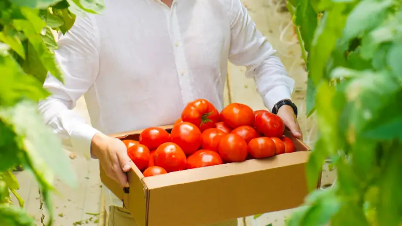 помидоры в теплице жылыжайдағы қызанақ