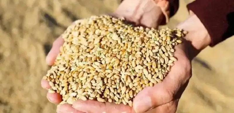 China is top importer of Kazakhstan’s barley