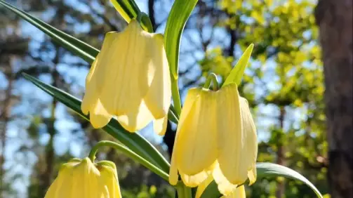 Редкое краснокнижное растение зацвело в ботаническом саду Алматы