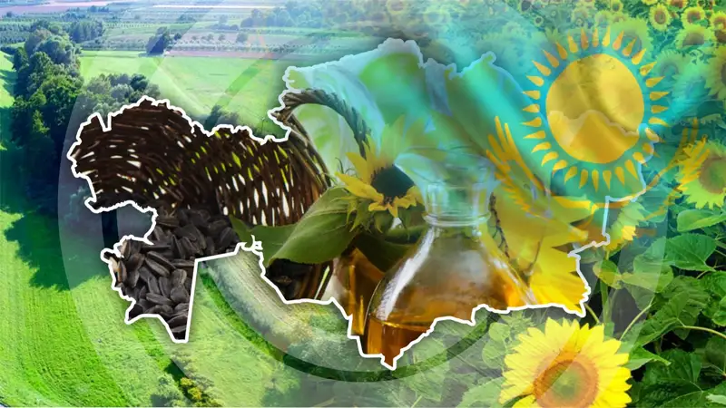 подсолнечник