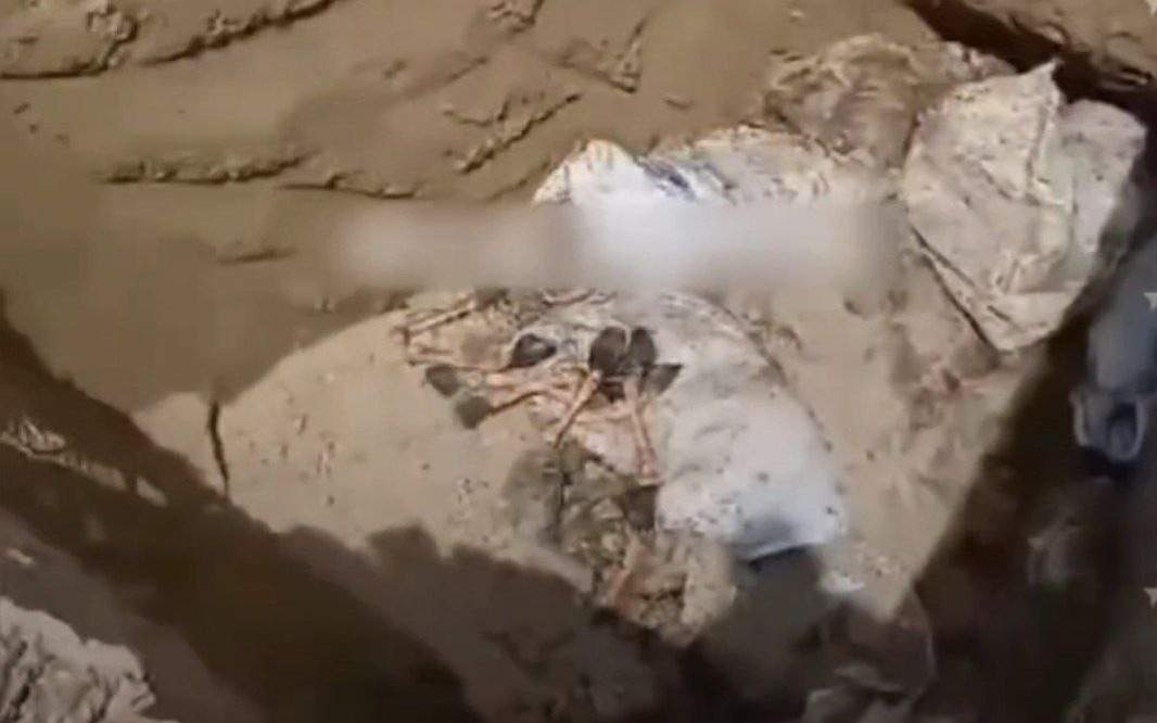 Араб эротикалық билері