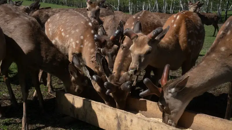 Бурабай ұлттық паркі