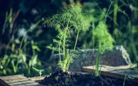 Бишкекда боғларни фақат тунги вақтда суғоришга рухсат берилган