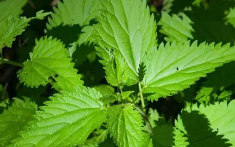 Двое астанчан выращивали коноплю у себя дома