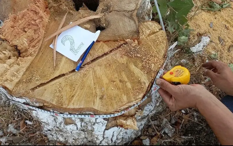 спиленное лерево