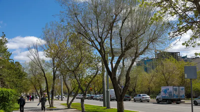 Астана қаласының көрінісі / ағаштар