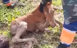 Своего жеребенка пыталась спасти кобыла в Караганде