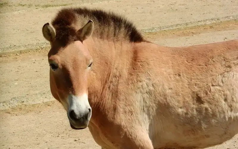 Казахское название дали лошади Пржевальского