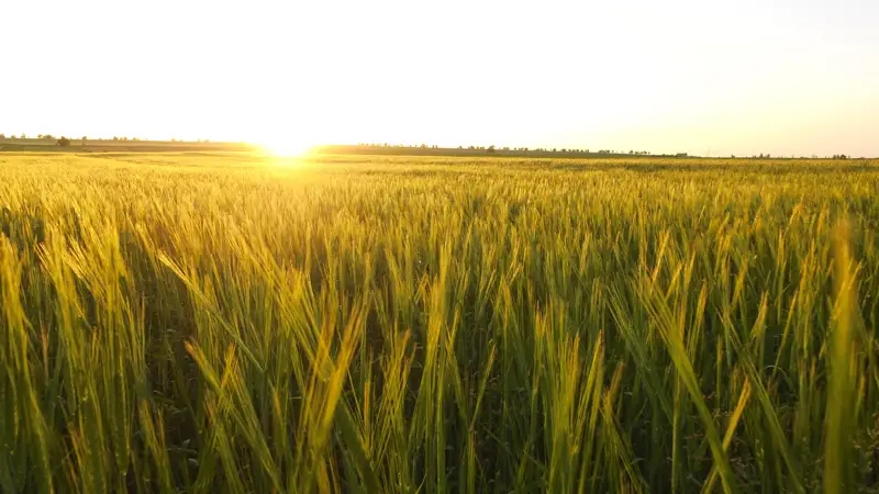 поле пшеницы бидайдың өрісі