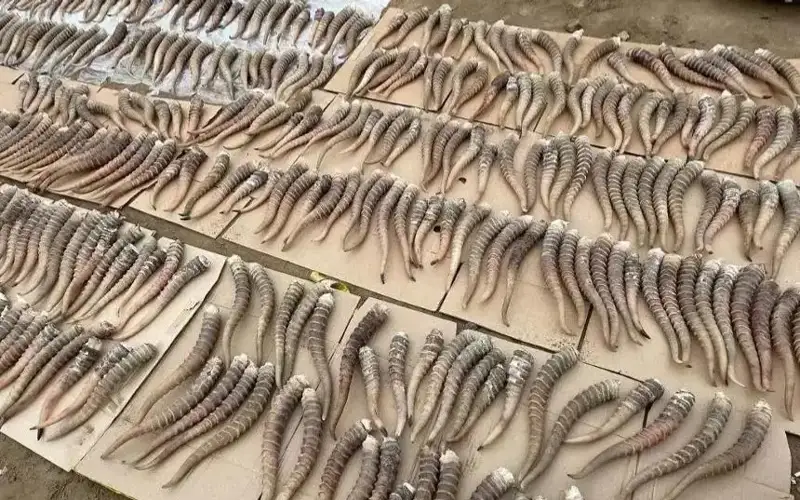 Фото: polisia.kz