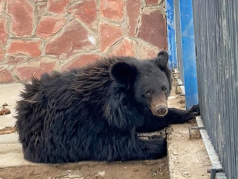 Гималайская медведица поселилась в Карагандинском зоопарке