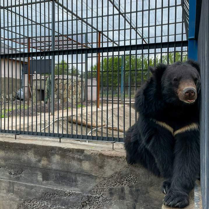 Гималайская медведица поселилась в Карагандинском зоопарке