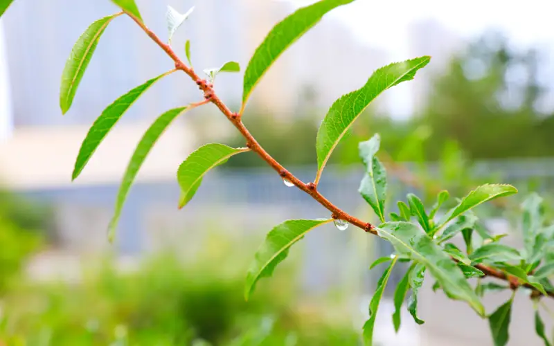 Тұман, жел, бұршақ: 22 мамырға арналған ауа райы болжамы