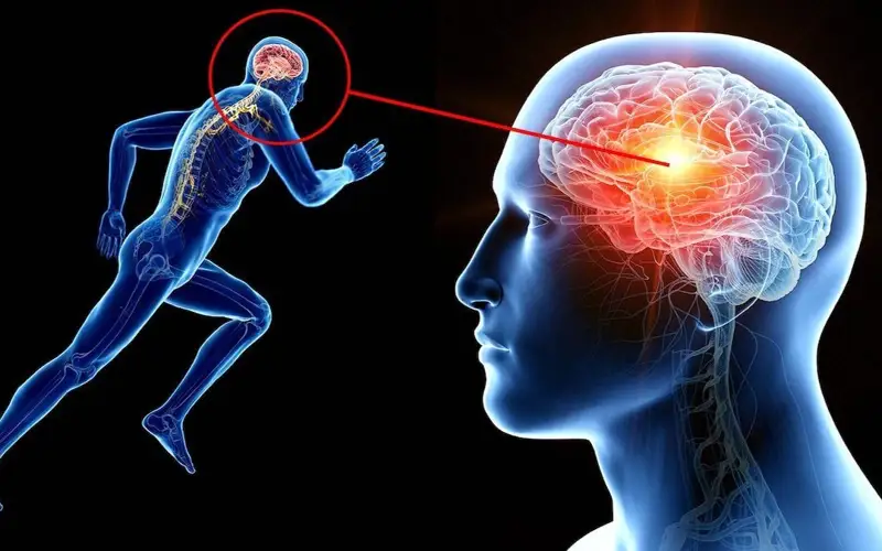 спорт, голова, мозг