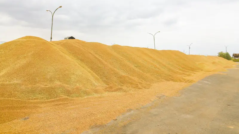 пшеница бидай зерно дән