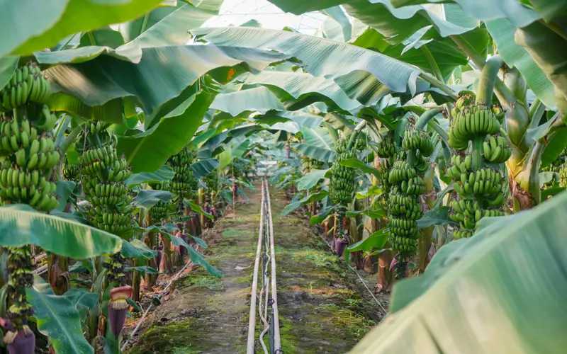 Banana harvest