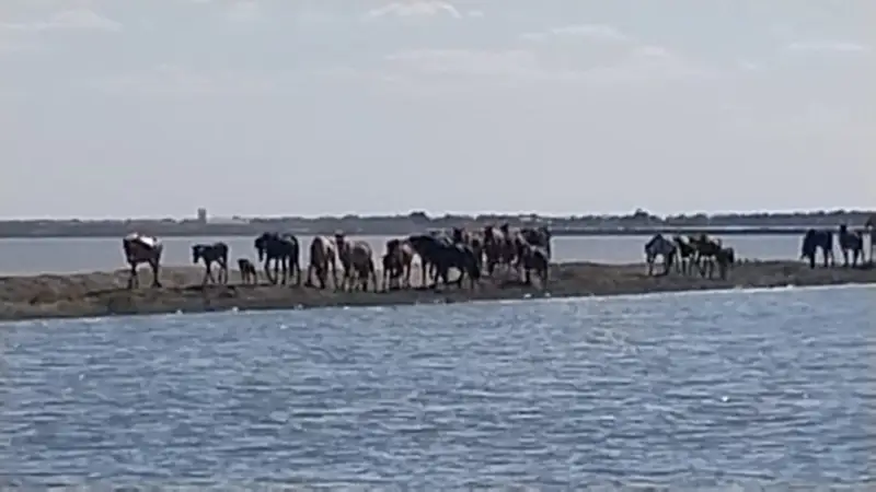 sý tasqyny
