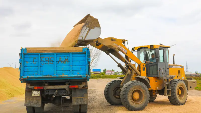 пшеница бидай зерно дән