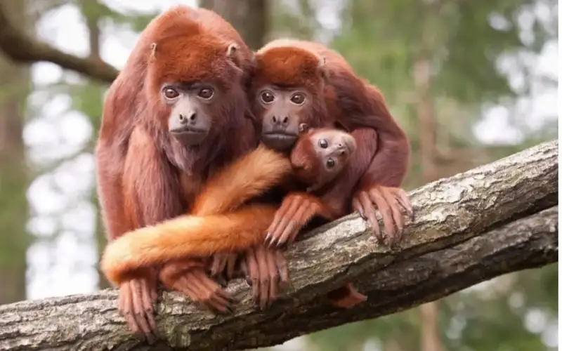 Мексикада жазирама иссиқдан бақироқ маймунлар нобуд бўлмоқда