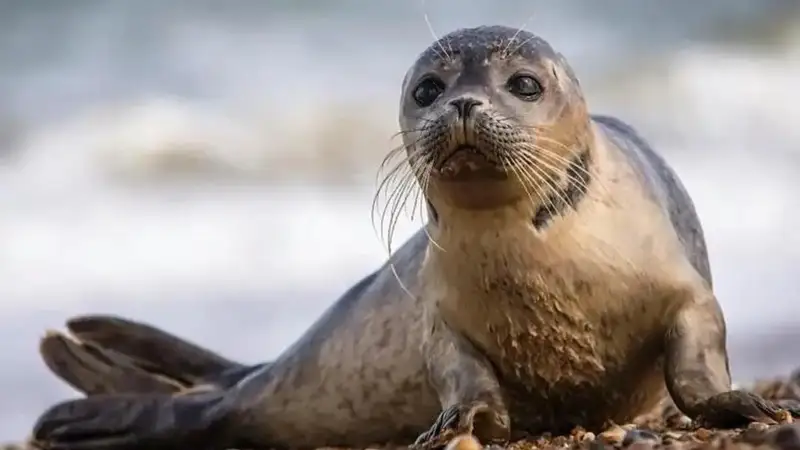 Kazakhstan to set up state nature reserve to protect Caspian seals