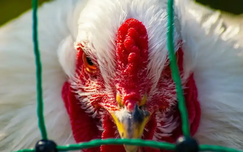 New human case of H5 bird flu identified in U.S.