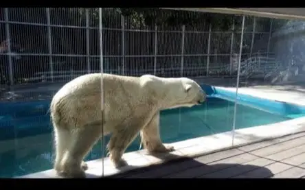Умер белый медведь Том, перевезенный из Праги в Алматы 