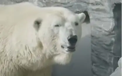 белый медведь Том