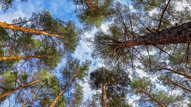 Природа Табиғат Деревья Ағаштар