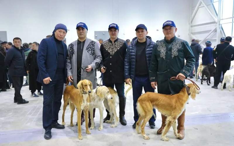 Over 90 purebred Tazy, Tobet dogs showcased at Astana International Dog Show Tazy, Tobet