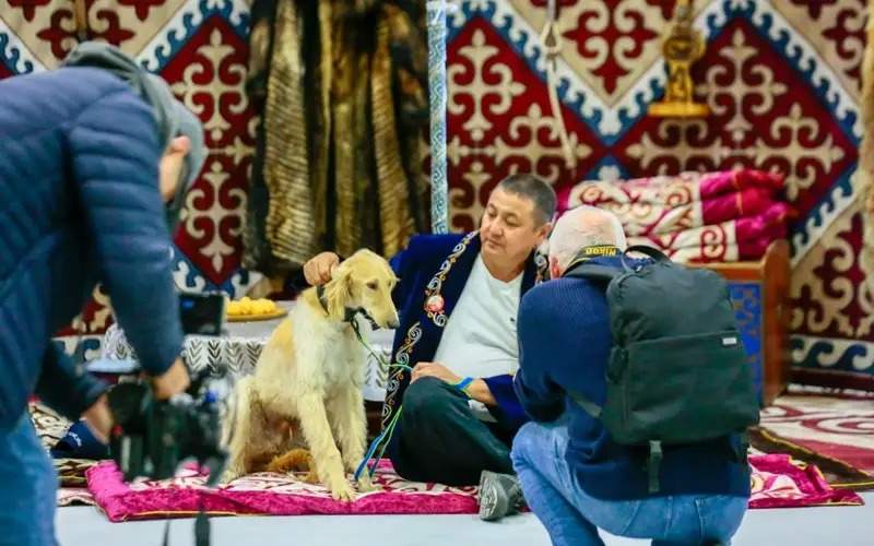 Over 90 purebred Tazy, Tobet dogs showcased at Astana International Dog Show Tazy, Tobet