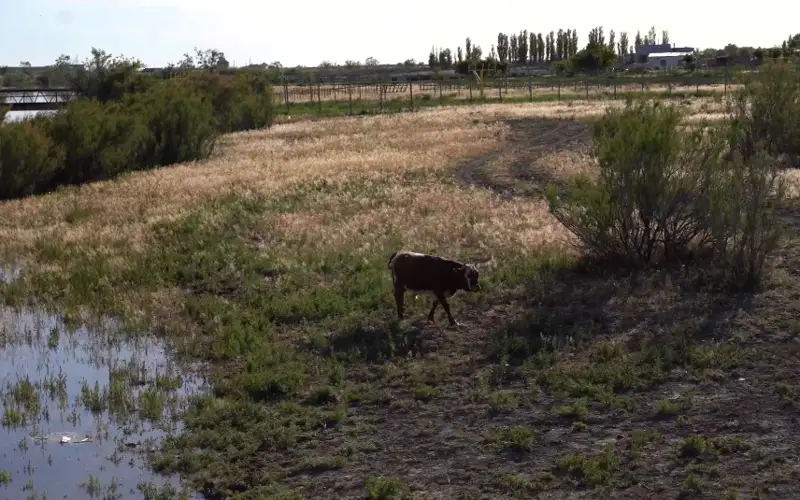 Атырауских фермеров, ведущих хозяйство у канала Сарыозек, переселят 