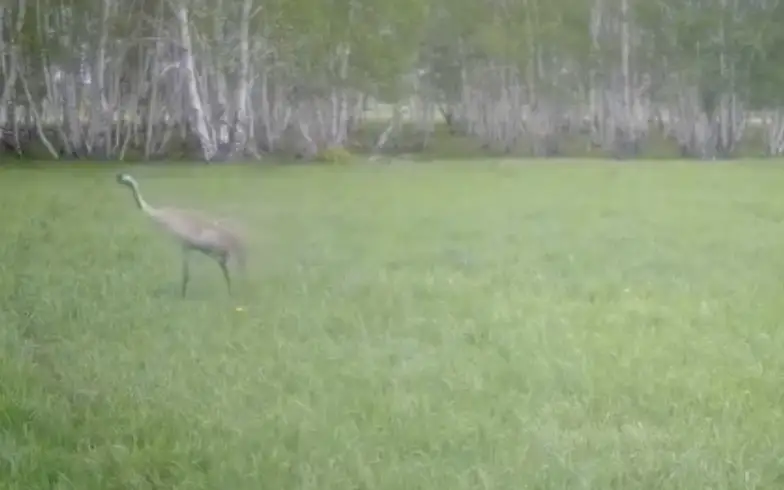Редкая краснокнижная птица заснята в нацпарке «Бурабай»