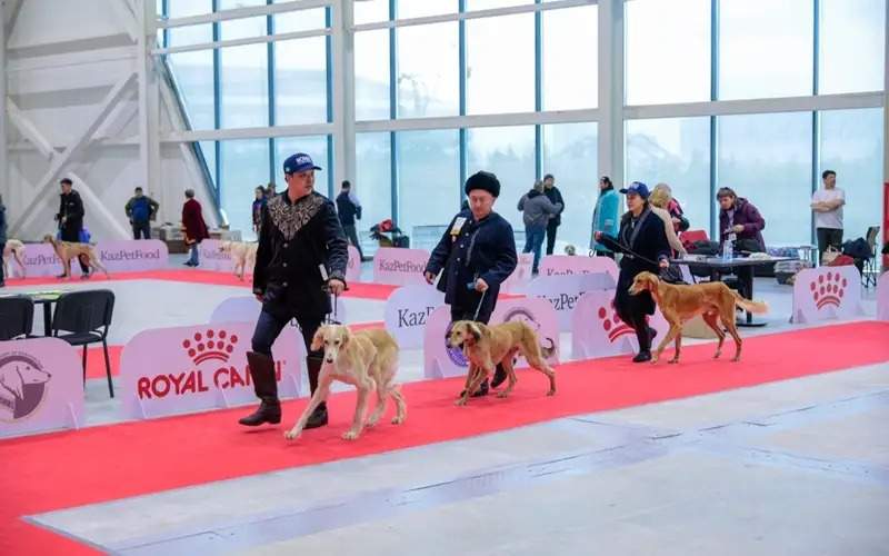 Over 90 purebred Tazy, Tobet dogs showcased at Astana International Dog Show Tazy, Tobet