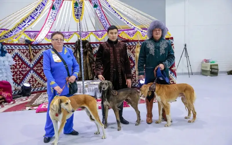 Around 100 purebred Tazy, Tobet dogs showcased at Astana International Dog Show