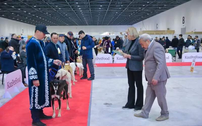 Over 90 purebred Tazy, Tobet dogs showcased at Astana International Dog Show Tazy, Tobet