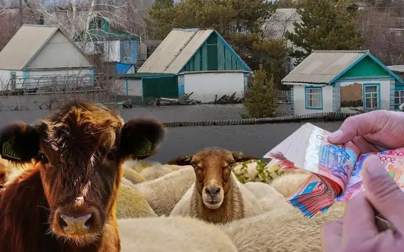 скот, компенсация, паводки