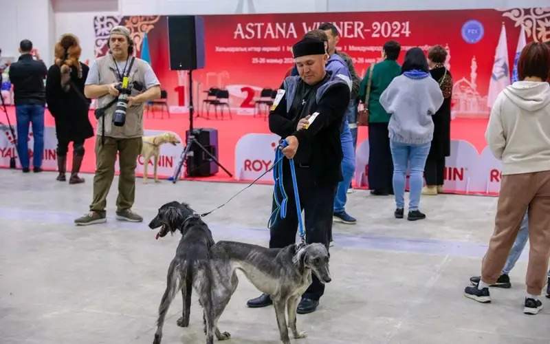 Over 90 purebred Tazy, Tobet dogs showcased at Astana International Dog Show Tazy, Tobet