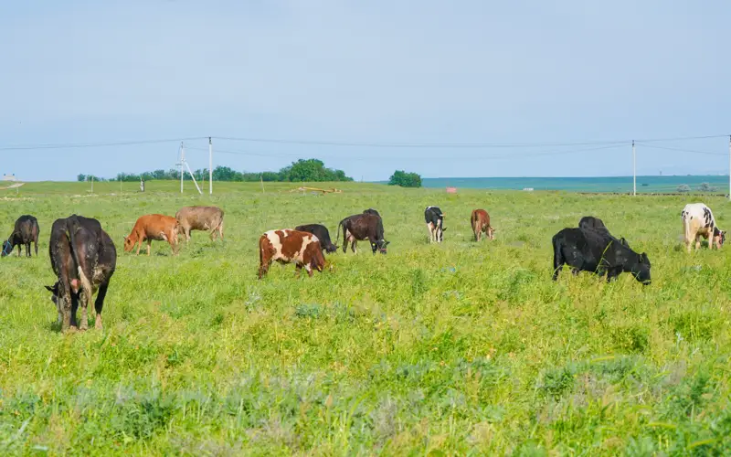 коровы, КРС, скот