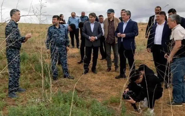Дроны, ядохимикаты, сжигание – как в Шуской долине сокращают площади дикорастущей конопли