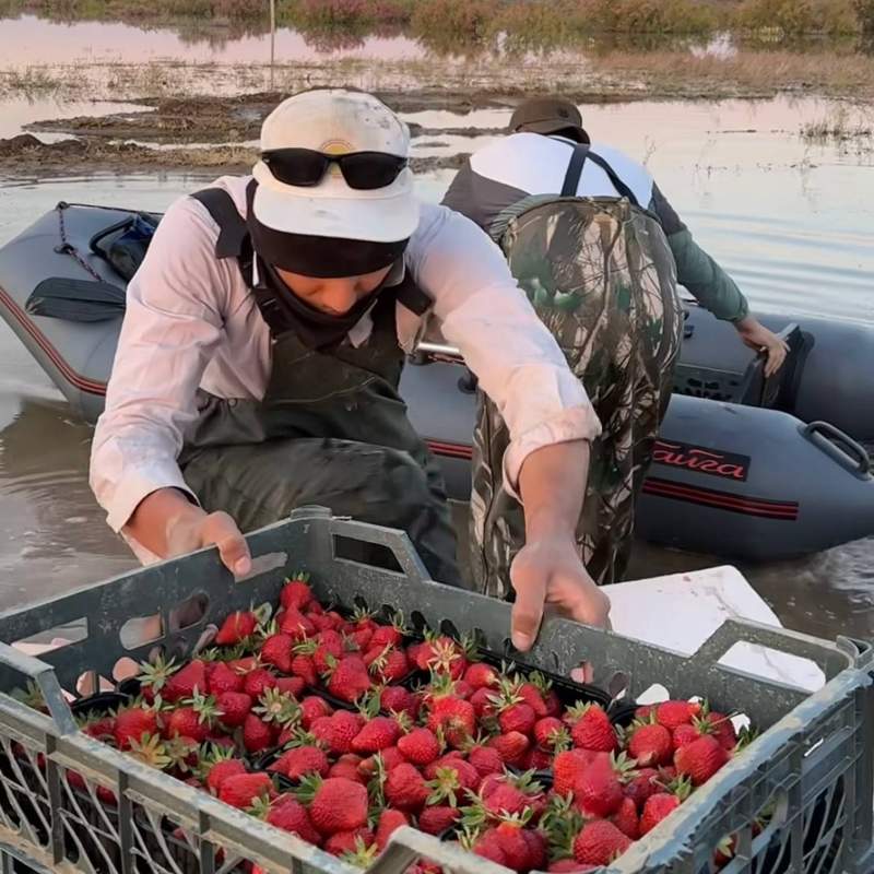 За клубникой на лодках ездят предприниматели Атырау За клубникой на лодках ездят предприниматели Атырау