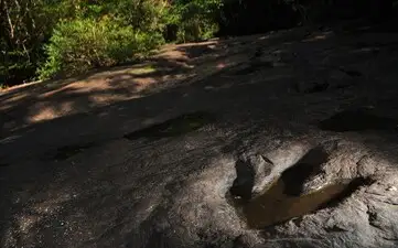 следы динозавров