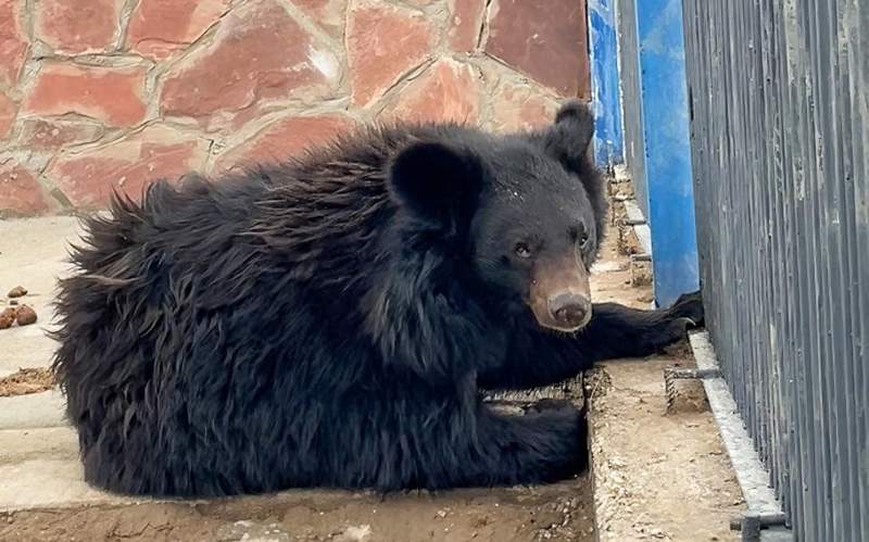 гималайский медведь