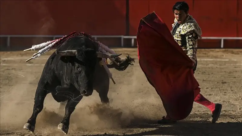 Bullfights