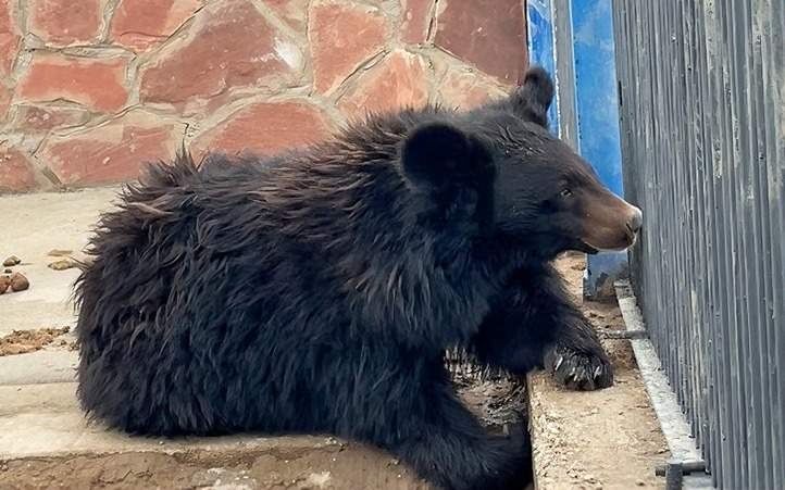 гималайский медведь