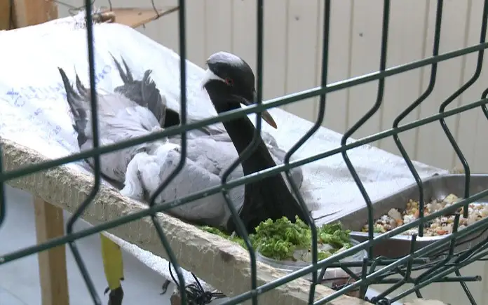 журавль-красавка