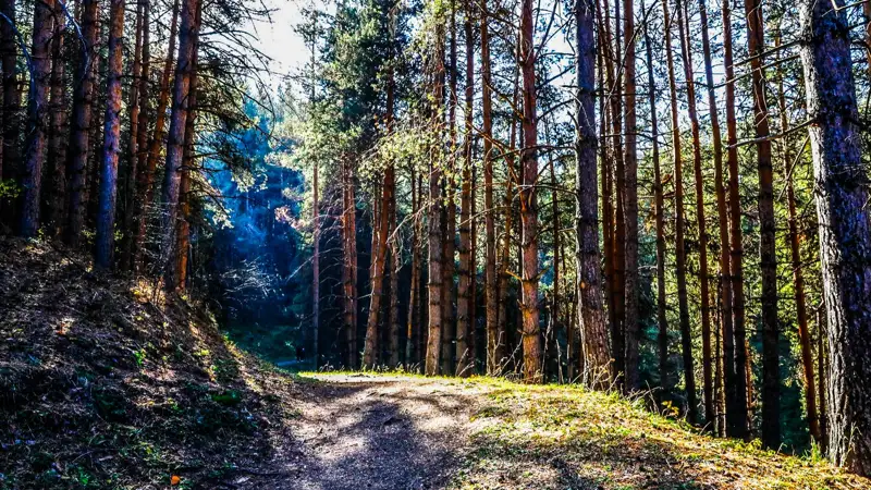  лес орман Бутаковское ущелье Бутаков шатқалы