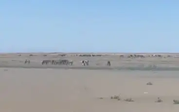 лошади, паводки, Атырауская область