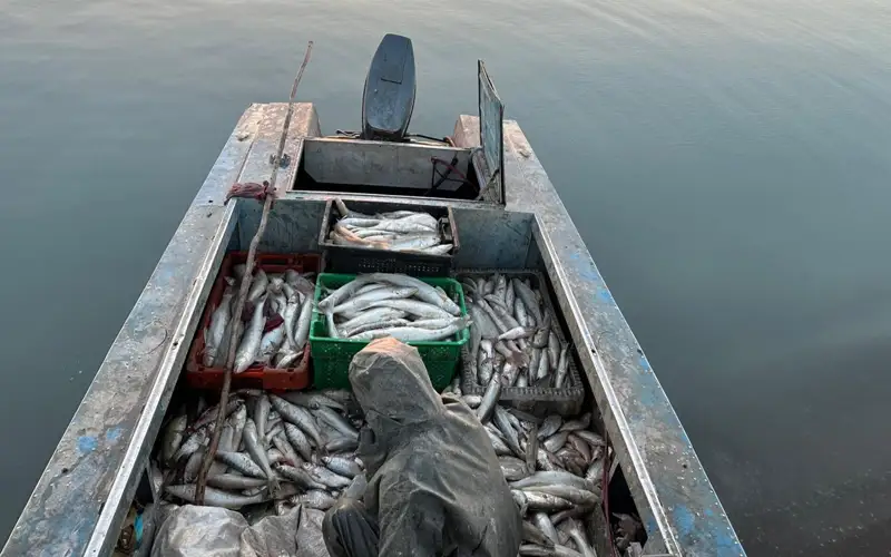 браконьеры